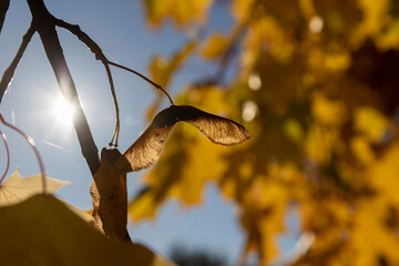 colorful foliage of maples in the autumn season in sunny weather in the morning, maple seeds hang on the branches, side view