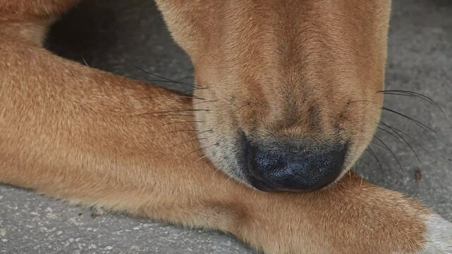 Dogs are getting rid of fleas by themselves.