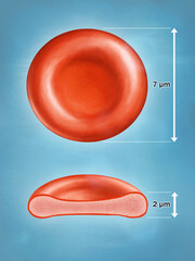 Average erythrocyte sizes