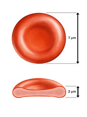 Average erythrocyte sizes