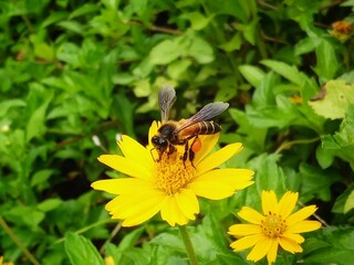 bee on flower
