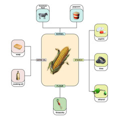 Different uses of corn