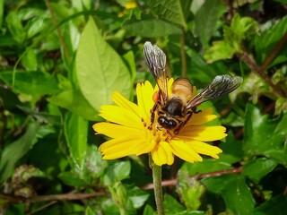 bee on yellow flower