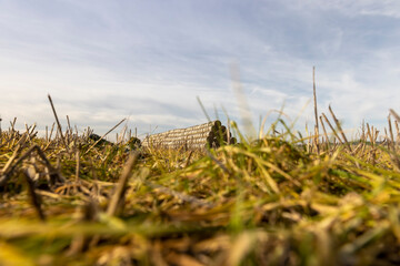 cylindrical stacks of straw stacked together for storage, stacked one on one stack of wheat straw...