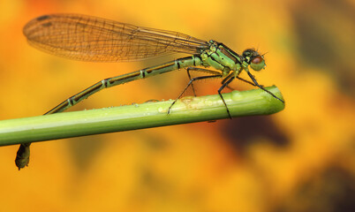 dragonfly insect on a stick
