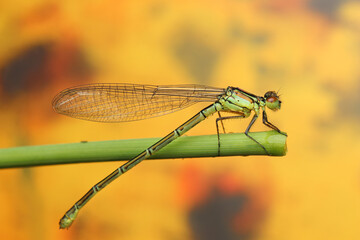 dragonfly insect on a stick