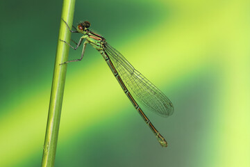 dragonfly insect on a stick