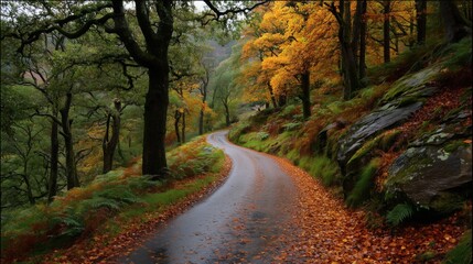 Obraz premium Wet asphalt road winding through a colorful autumn forest with fallen leaves