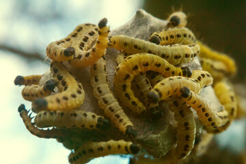 Caterpillars of weave moth yponomeuta evonymella. Macro photography caterpillar, soft focus.
