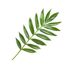 Fototapeta premium Vibrant Green Leaf Branch, Isolated Black Background, Lush Foliage, Natural Botany, Plant Stem, Deta