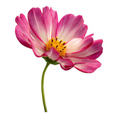 Obraz premium Stunning Pink and White Cosmos Flower Vibrant Blossom Close-up