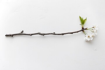 A long, thin branch with blossoms rests on a textured white surface