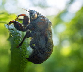 Shell of cicada larva resembles monster. Goddess Eos transformed aged disgusting husband Tithonus (Greek mythology). Mountain cicada (Cicadetta montana). Sikhote Alin, Far eastern population