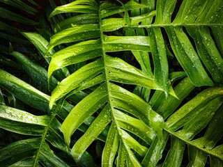 Monstera background, Fresh green leaves of monstera or split-leaf philodendron. The tropical...