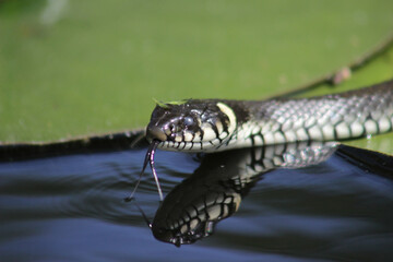 European grass snake (Natrix natrix) laying in warm sun on the water lily leaf in pond flicking its tongue with reflection over dark water, close up, portrait.