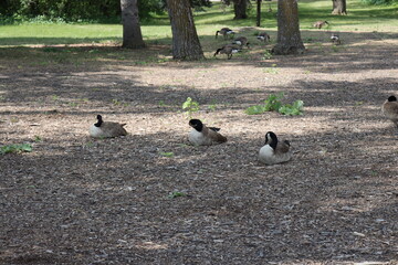 trio of Canada geese resting in shade on hot sunny summer day