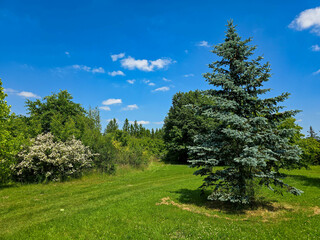 Botanical Paradise Lush Garden Splendor