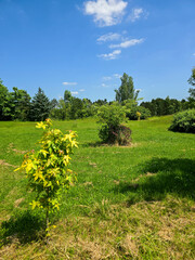 Botanical Paradise Lush Garden Splendor