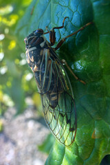 Mountain cicada (Cicadetta montana, male) (Cicadidae, Hemiptera) on slopes of seaside forest hills, broad-leaved oak forests in Sakhalin island mountains. East Siberia