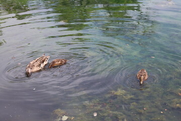 Mallard duck mother, two ducklings grazing food in calm waters of shallow pond