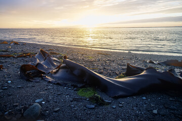 Sunset fierce sun along coast of Sea of Japan. Sakhalin. Beach, ocean meadow. Far East, here begins...