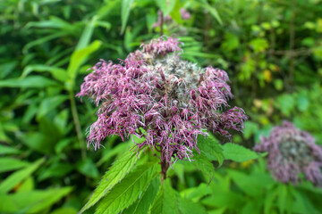 Known as purple Joe-Pye weed, kidney-root, sweetscented joe pye weed, sweet Joe-Pye weed.