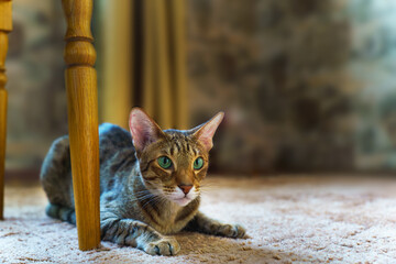 near the carved leg of the chair, a beautiful oriental cat got ready to jump