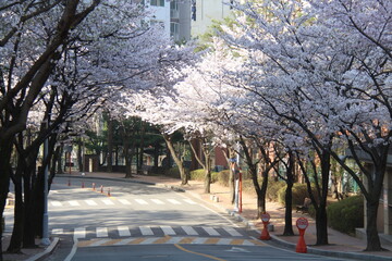 Fototapeta premium 볏꽃