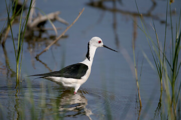 Black-winged stilt (Himantopus himantopus) in breeding plumage photographed close-up on a stream bank