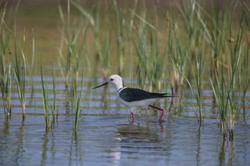 Black-winged stilt (Himantopus himantopus) in breeding plumage photographed close-up on a stream bank