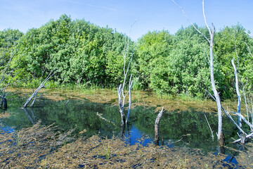 Spring stagnation. The ice has just melted not so long ago. The algal crust has been preserved on...