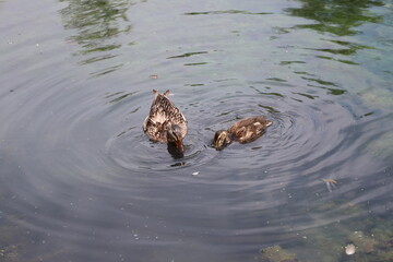 close-up Mallard duck mother, duckling grazing food in calm waters of shallow pond