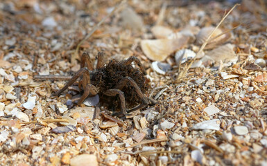 An unusual family. This female wolf spider (Pardosa sp.) carries and protects 50 of her children until they come of age, and then dies from exhaustion - parental care, procreation behaviour