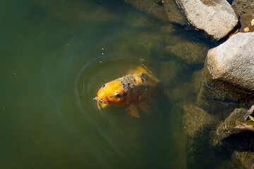 Orange koi fish swimming near stones in a clear pond with visible water ripples, viewed from above...