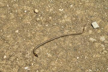 A young grass-snake (Natrix natrix) crosses the soil road in fright, but it is too hot in the hot...