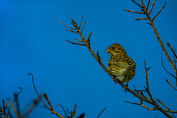 The common bunting (Emberiza calandra) is sitting half-turned on a branch. Wintering in the Northern Black Sea region. Settled bird