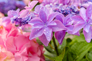 雨に濡れた紫陽花の花びらの鮮やかなクローズアップ