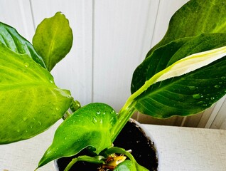 Spathiphyllum flowers - beautiful houseplant