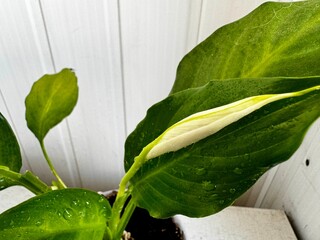 Spathiphyllum flowers - beautiful houseplant