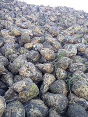 Close-up view of a large heap of freshly harvested sugar beets. The roots are covered in soil and still have traces of greenery. The image captures the post-harvest stage of agricultural production