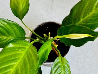 Spathiphyllum flowers - beautiful houseplant