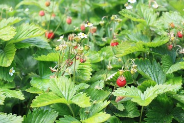 Always-spawning Alpine strawberries Fragaria vesca in the garden. Leaves of this form of wild strawberries are used in traditional medicine.