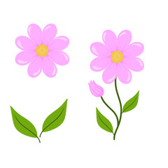 Set pink flower isolated on white background