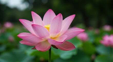 Obraz premium Pink Lotus Flower in Bloom - A single pink lotus flower in full bloom, with other lotus flowers softly blurred in the background. Beautiful nature