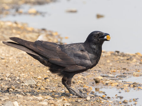A close up of a Fish Crow collecting small stones which it swallowed to store in its gizzard to aid food digestion
