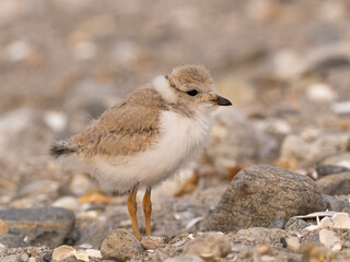 A close up of a fluffy Piping Plover chick standing on a pebbly beach