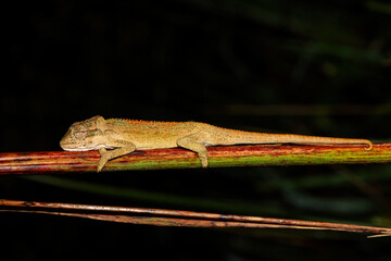 A beautiful Midlands Dwarf Chameleon Complex (Complex Bradypodion melanocephalum) displaying its...