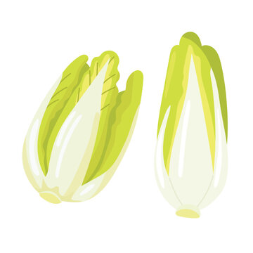 Belgian Endive. Flat vector clipart, illustration with isolated background.