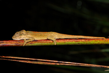 A beautiful Midlands Dwarf Chameleon Complex (Complex Bradypodion melanocephalum) displaying its...