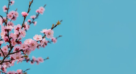 Springtime Apricot Blossoms on Blue - Delicate pink apricot blossoms symbolize springtime renewal, beauty, hope, and new beginnings. A tranquil and peaceful scene